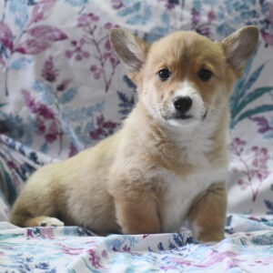 corgi puppy for sale